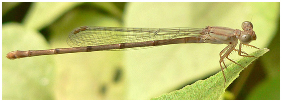 Ceriagrion glabrum femelle
