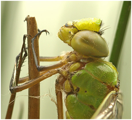 Anax imperator émergence