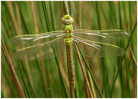 Anax imperator émergence