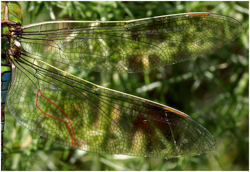 Anax imperator femelle : les ailes