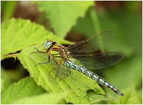 Brachytron pratense mâle, Aeschne printannière, Hairy dragonfly
