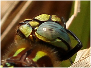 Brachytron pratense mâle, Aeschne printannière, Hairy dragonfly