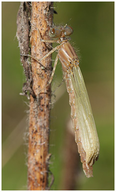 Enallagma cyathigerum femelle