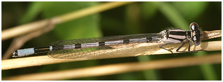Enallagma cyathigerum mâle
