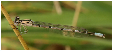 Enallagma cyathigerum mâle