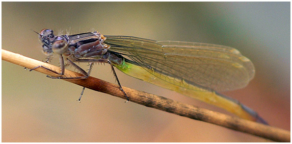 Ischnura elegans femelle