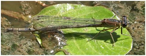Ischnura elegans femelle en ponte