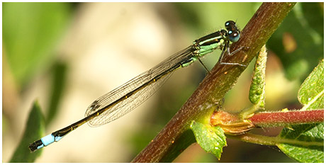 Ischnura elegans mâle immature