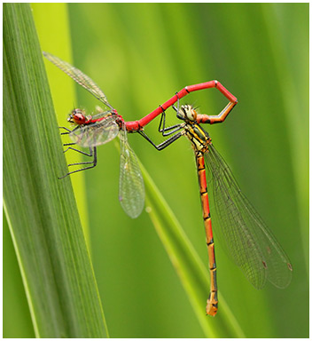 Pyrrhosoma nymphula accouplement