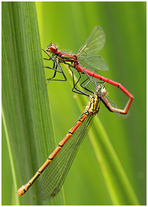 Pyrrhosoma nymphula accouplement