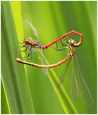 Pyrrhosoma nymphula accouplement