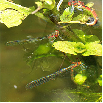 Pyrrhosoma nymphula ponte en plongée
