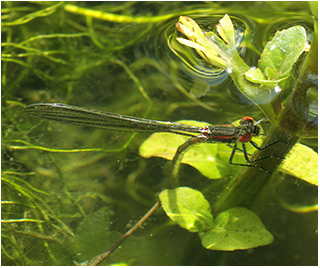 Pyrrhosoma nymphula ponte en plongée