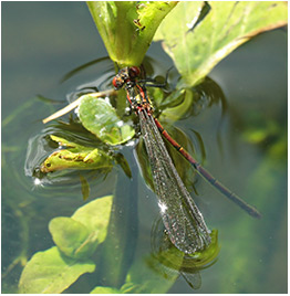 Pyrrhosoma nymphula ponte en plongée