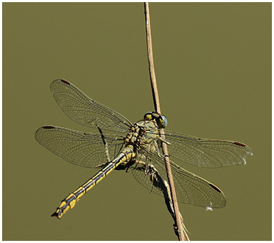 Gomphus puchellus mâle