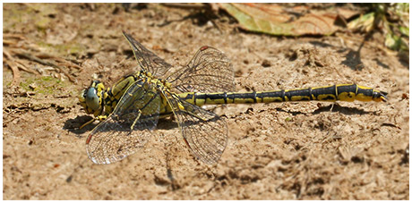 Gomphus puchellus mâle