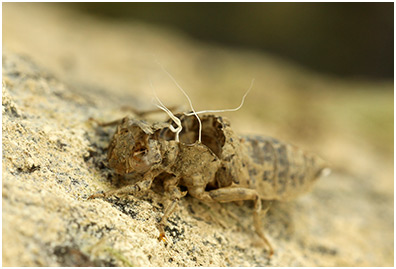 Onychogomphus forcipatus mâle