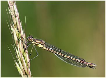 Lestes dryas femelle