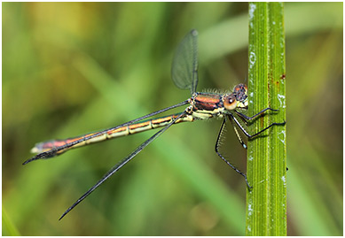 Lestes dryas femelle