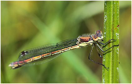 Lestes dryas femelle