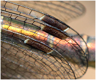 Lestes dryas femelle mature