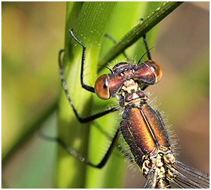 Lestes dryas femelle mature