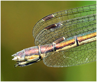 Lestes dryas femelle mature