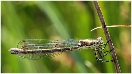 Lestes dryas femelle mature