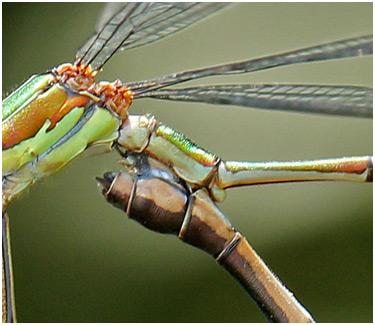Lestes viridis, vésicule séminale pendant l'accouplement