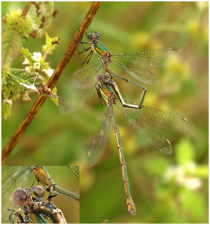 Lestes viridis transfert du sperme en tandem