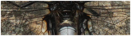 Leucorrhinia caudalis mâle