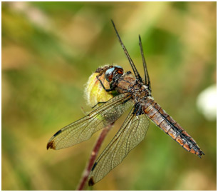 Libellula fulva vieille femelle