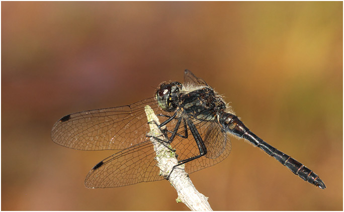 Sympetrum danae, Sympétrum noir