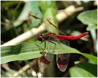 Sympetrum pedemontanum mâle