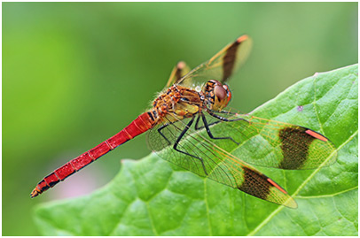 Sympetrum pedemontanum mâle