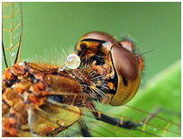 Sympetrum pedemontanum mâle