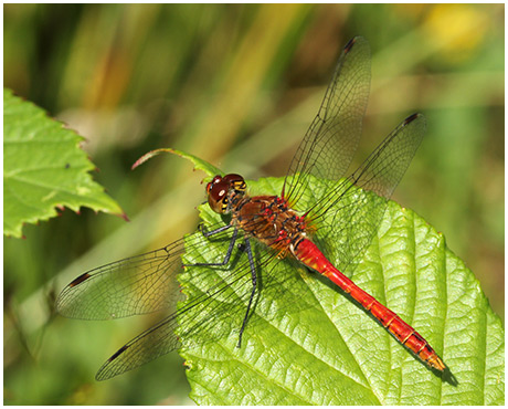 Sympetrum sanguineum mâle en maturation