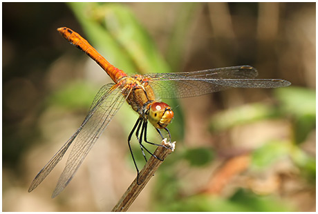 Sympetrum sanguineum mâle en maturation