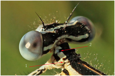 Platycnemis pennipes prise du mâle