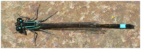 Ischnura elegans mâle mature