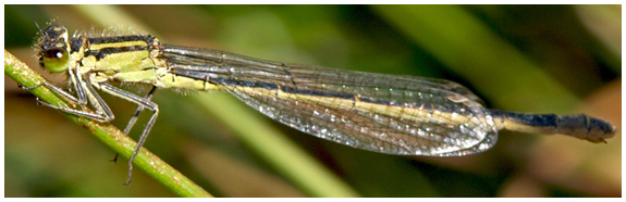 Ischnura elegans immature type B
