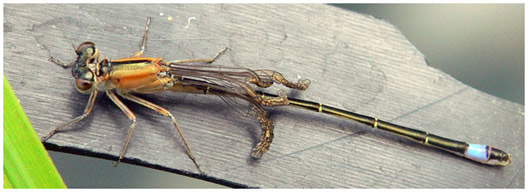 Ischnura elegans immature type C