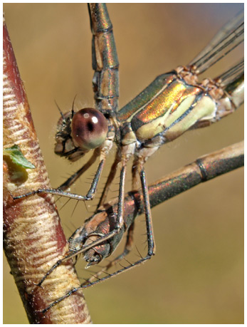 Ponte lestes viridis