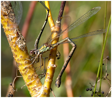 Ponte lestes viridis