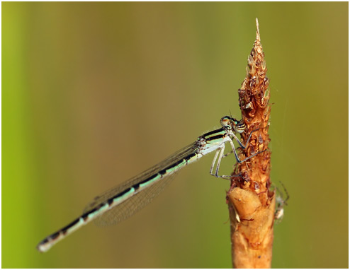 Acanthagrion temporale femelle, Blue-sided Wedgetail