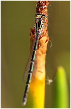 Acanthagrion temporale femelle, Blue-sided Wedgetail