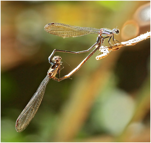 Argia modesta accouplement, Purple-striped dancer