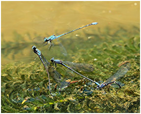 Enallagma novaehispaniae ponte, Neotropic Bluet