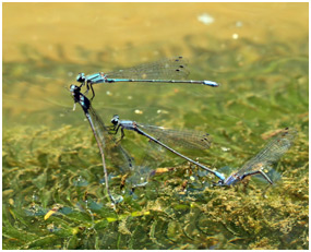 Enallagma novaehispaniae ponte, Neotropic Bluet