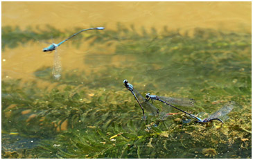 Enallagma novaehispaniae ponte, Neotropic Bluet